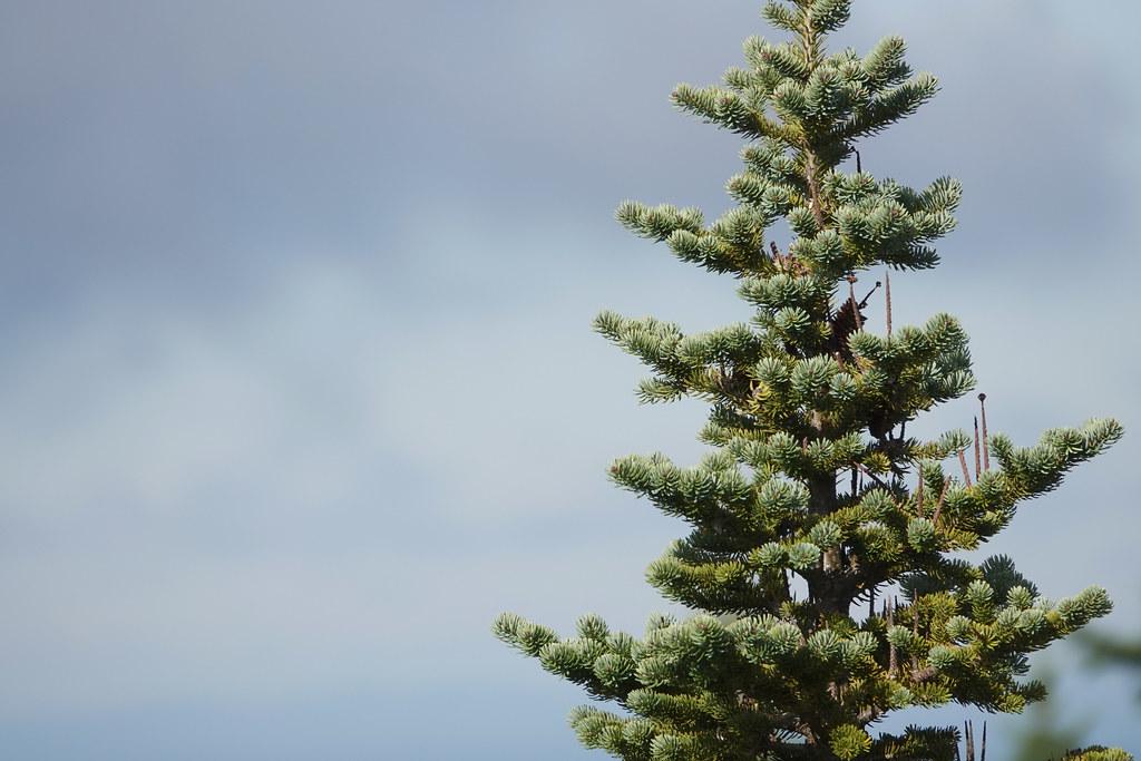 A tall tree with a strong brown trunk merged into different brown branches full of green leaves. 