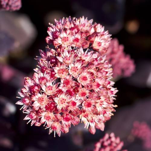 Stonecrop (Hylotelephium telephium) with white, pink and burgundy cluster of flowers