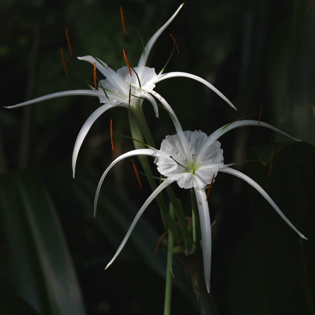 Spider Lily (Hymenocallis caroliniana) with long, slender green leaves and white, spider-like flowers with elongated petals