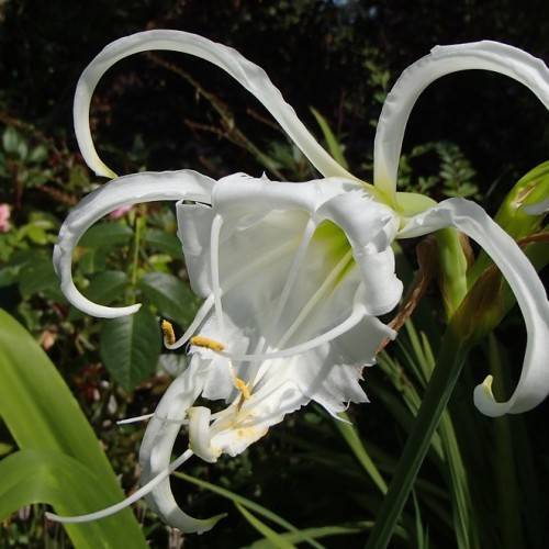 Spider Lily (Hymenocallis festalis):  fragrant, white flower with prominent spidery petals and yellow stamens