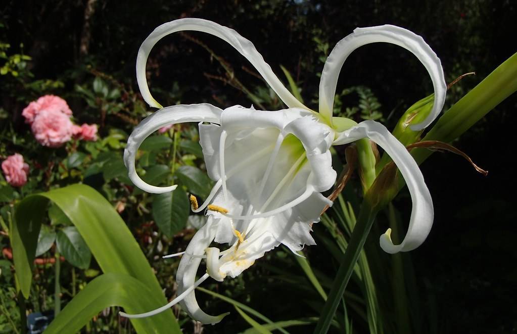 Spider Lily (Hymenocallis festalis):  fragrant, white flower with prominent spidery petals and yellow stamens