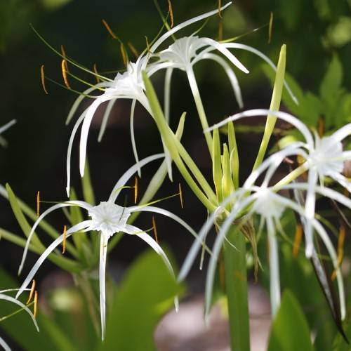 Cayman Islands Spider-Lily (Hymenocallis latifolia) featuring long, green leaves and clusters of white flowers with spider-like petals on long green stems