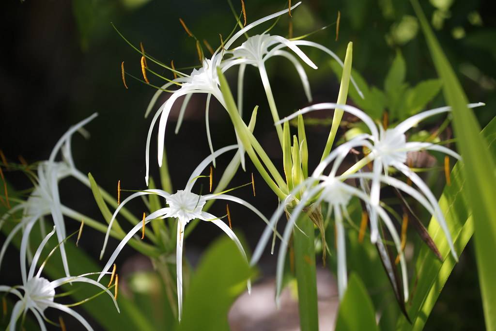 Cayman Islands Spider-Lily (Hymenocallis latifolia) featuring long, green leaves and clusters of white flowers with spider-like petals on long green stems