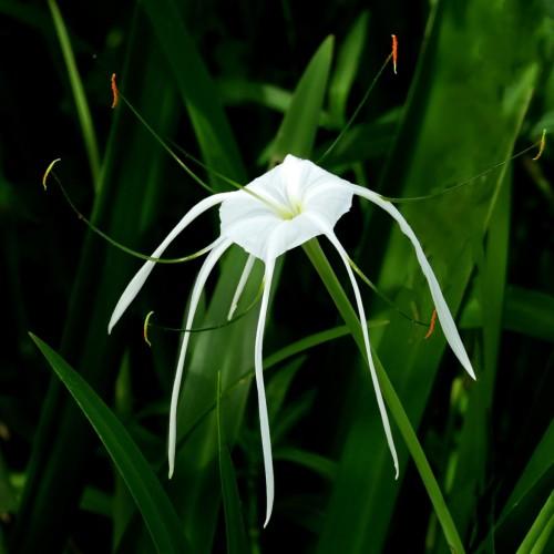 White flower with green stigma, green style , lime ovary, green filaments yellow-red anthers, green stems and leaves