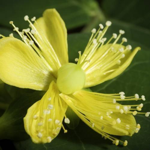 Sweet Amber (Hypericum androsaemum) plant with glossy, ovate green leaves and vibrant yellow flower bearing long white stamens