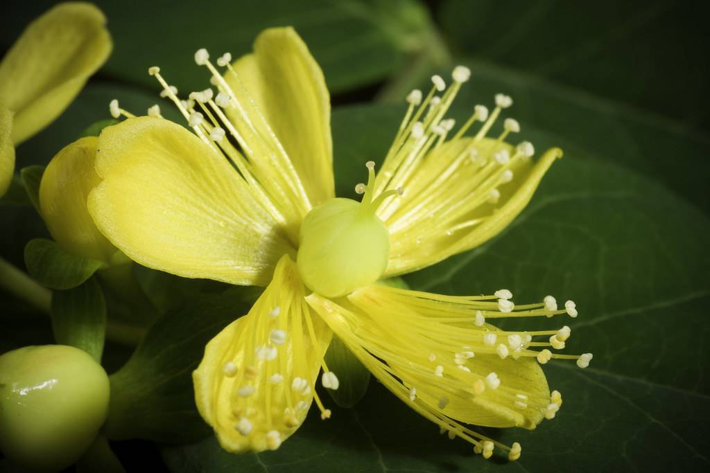 Sweet Amber (Hypericum androsaemum) plant with glossy, ovate green leaves and vibrant yellow flower bearing long white stamens