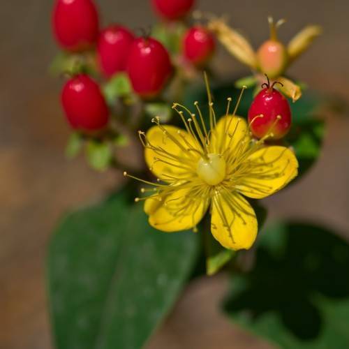 Albury Purple Tutsan (Hypericum androsaemum 'Albury Purple') displaying green foliage and clusters of red berries and bright yellow flower