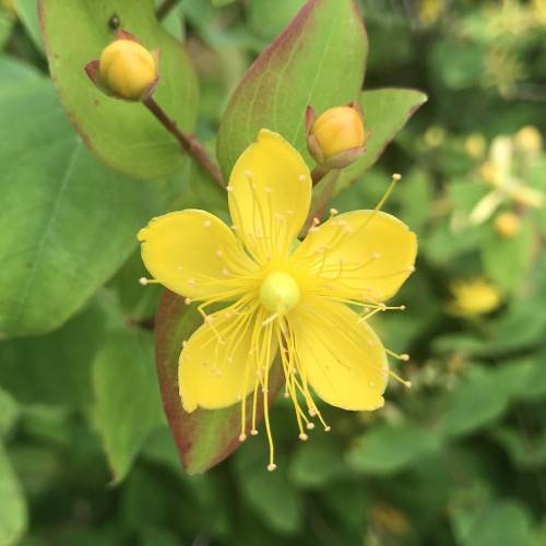Hypericum androsaemum 'Golden Tutsan featuring green-purple foliage and bright yellow flowers on burgundy stems