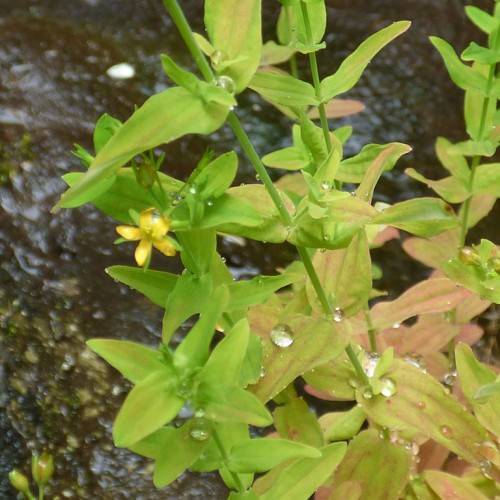 Briggadoon St. John's Wort (Hypericum calycinum 'Briggadoon') displaying green stem with variegated foliage in shades of pink and green with yellow flowers