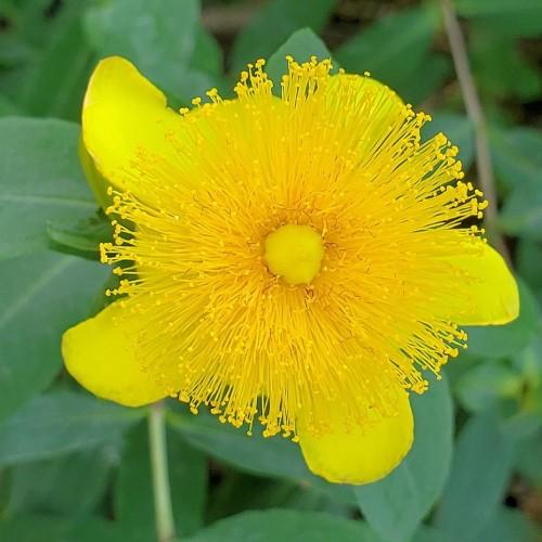 Yellow flower with yellow stamen, yellow stems and green leaves.