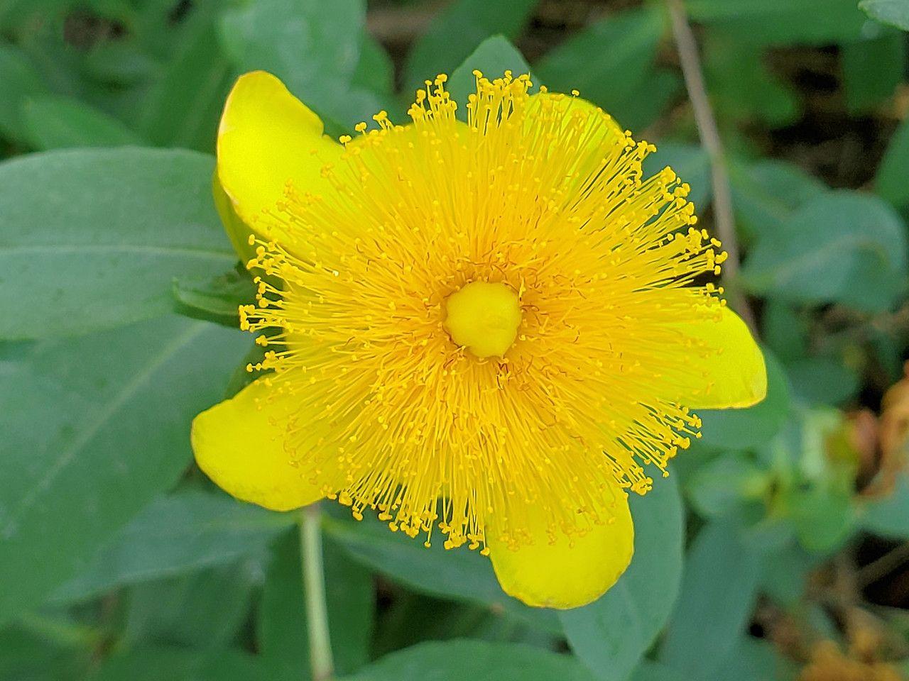 Yellow flower with yellow stamen, yellow stems and green leaves.