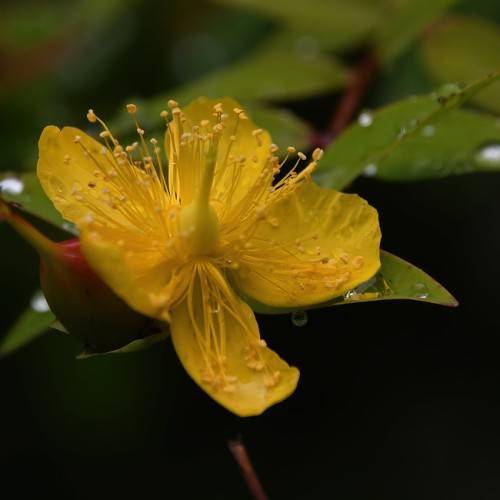 St. John's Wort (Hypericum 'Hidcote') featuring small, dark green leaves and vibrant yellow flower