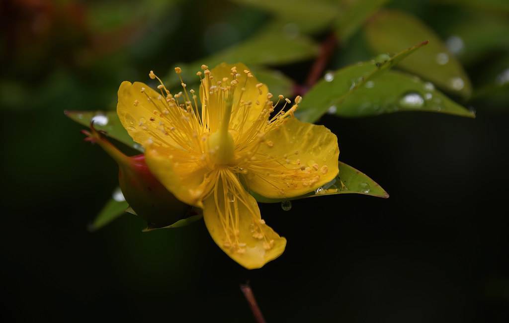 St. John's Wort (Hypericum 'Hidcote') featuring small, dark green leaves and vibrant yellow flower
