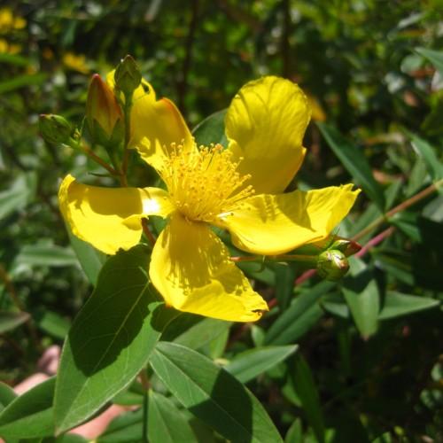 Yellow flower with yellow stamen, orange stigma, yellow style green-brown buds, pink-green stems, green leaves, green stipules, yellow midrib and veins.