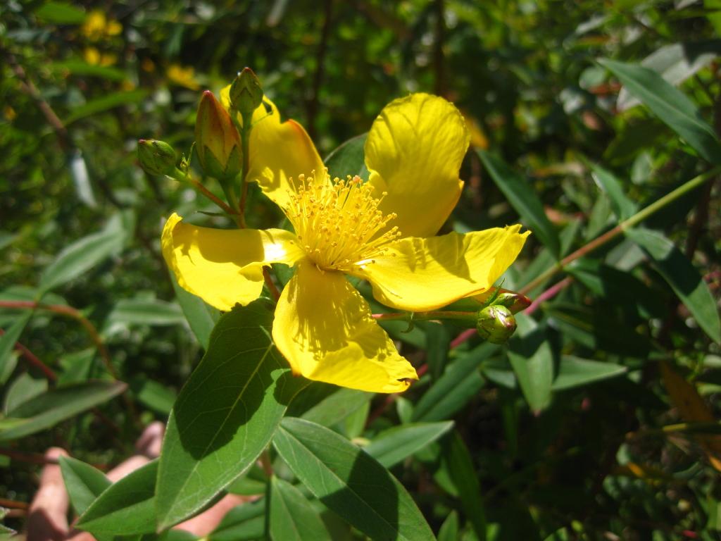 Yellow flower with yellow stamen, orange stigma, yellow style green-brown buds, pink-green stems, green leaves, green stipules, yellow midrib and veins.