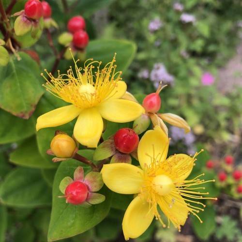 Hypericum inodorum 'Kolsan' FLORALBERRY SANGRIA showcasing glossy green foliage and clusters of deep red berries or yellow flowers