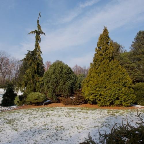 Three trees, the one on the right has tiny light-green leaves, brown stem and brown trunk