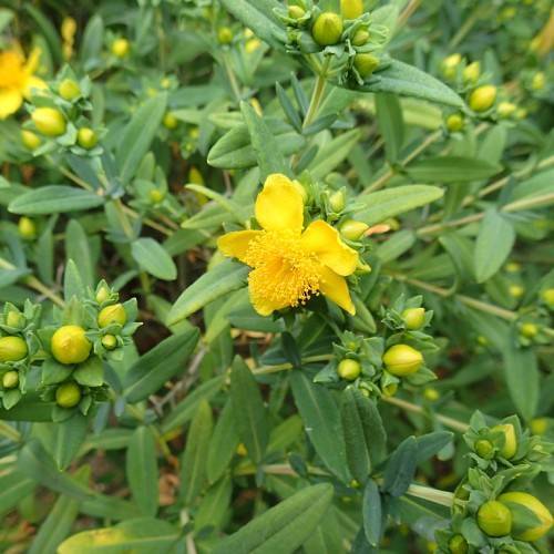 Kalm's St. John's Wort (Hypericum kalmianum) displaying dense green small, elliptical leaves and clusters of vibrant yellow flowers