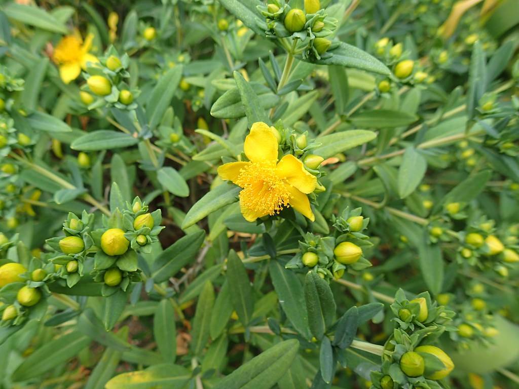 Kalm's St. John's Wort (Hypericum kalmianum) displaying dense green small, elliptical leaves and clusters of vibrant yellow flowers
