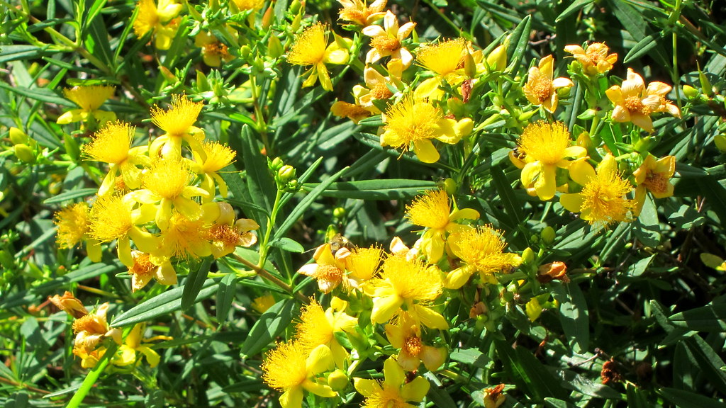 Kalm's St. John's Wort (Hypericum kalmianum) showcasing its glossy green leaves and abundant yellow flowers