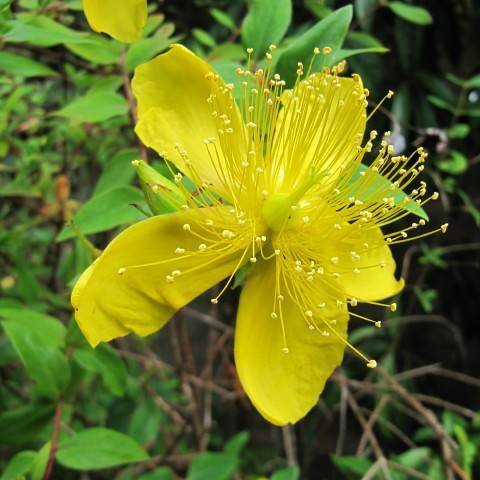 Large-flowered St. John's Wort (Hypericum kouytchense) displaying its glossy foliage and yellow flower with long stamens