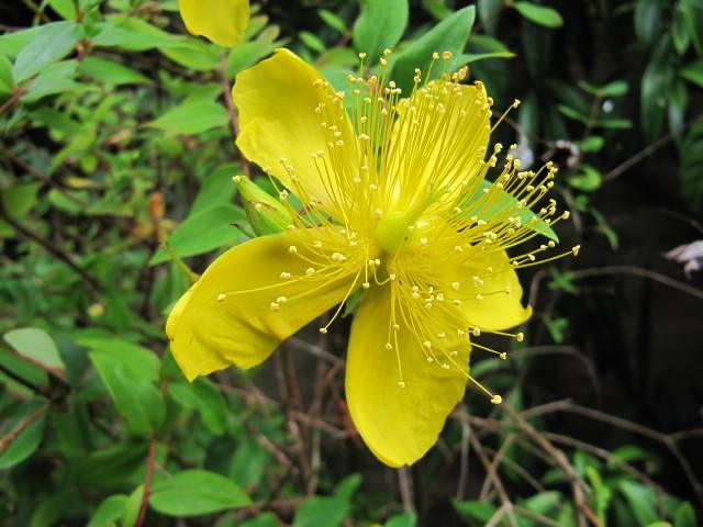Large-flowered St. John's Wort (Hypericum kouytchense) displaying its glossy foliage and yellow flower with long stamens