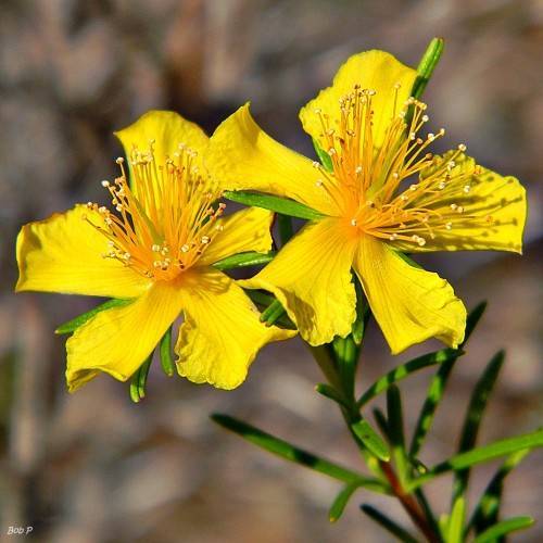 Smoothbark St. Johnswort (Hypericum lissophloeus) showcasing green leaves and vibrant yellow flowers on reddish stem