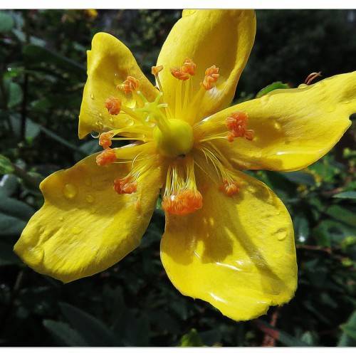 Common St. John's Wort (Hypericum perforatum) featuring green leaves and bright yellow flower with orange stamens