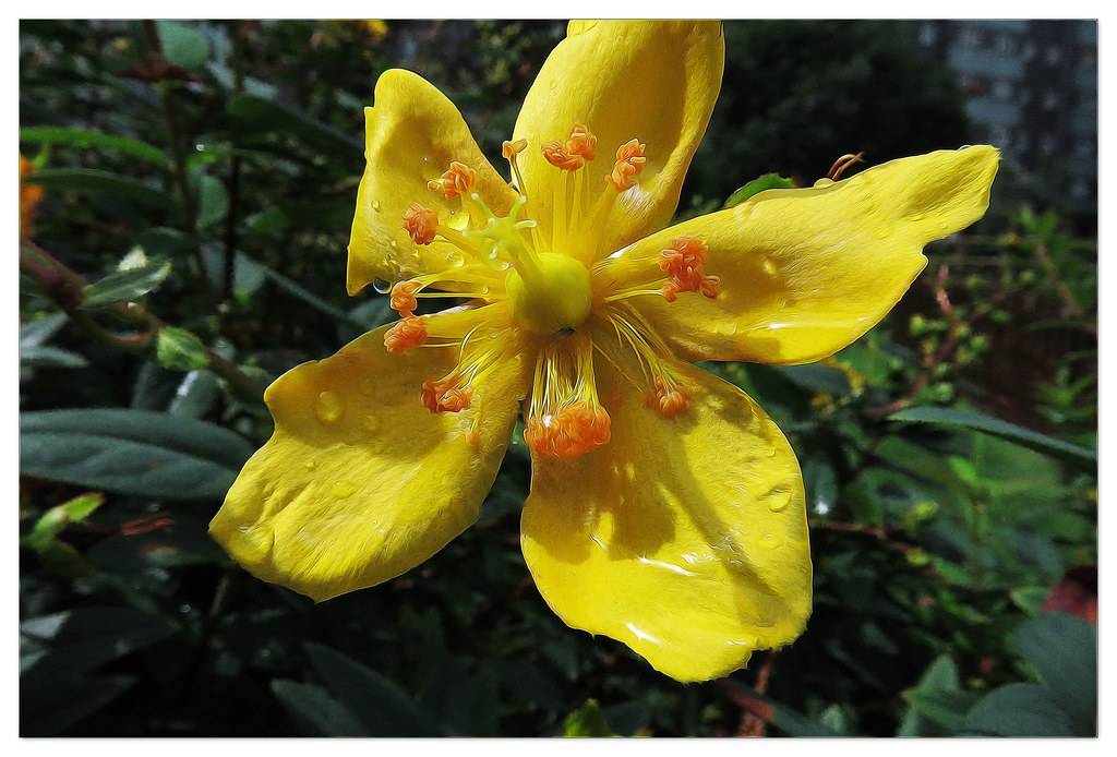 Common St. John's Wort (Hypericum perforatum) featuring green leaves and bright yellow flower with orange stamens