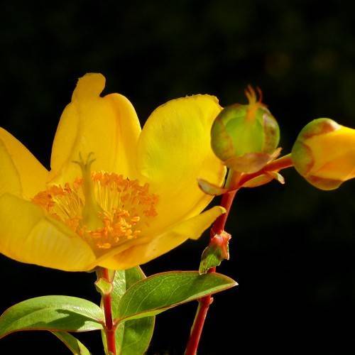 Topas St. John's Wort (Hypericum perforatum 'Topas') showcasing green leaves and bright yellow flowers on red stems