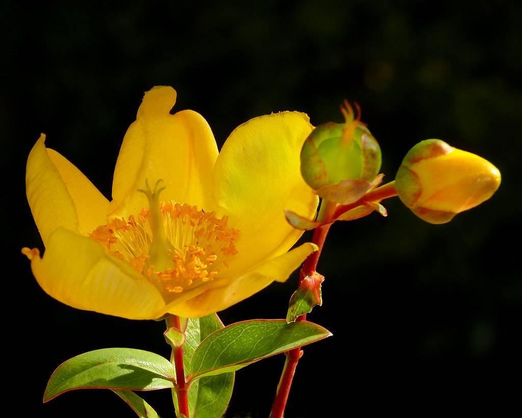 Topas St. John's Wort (Hypericum perforatum 'Topas') showcasing green leaves and bright yellow flowers on red stems