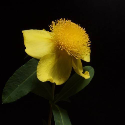 Shrubby St. John's Wort (Hypericum prolificum) featuring shrub-like growth, with dark green leaves and yellow flower