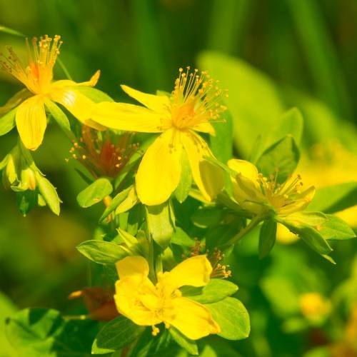 Topas St. John's Wort (Hypericum pyramidatum) featuring green leaves and clusters of bright yellow flowers