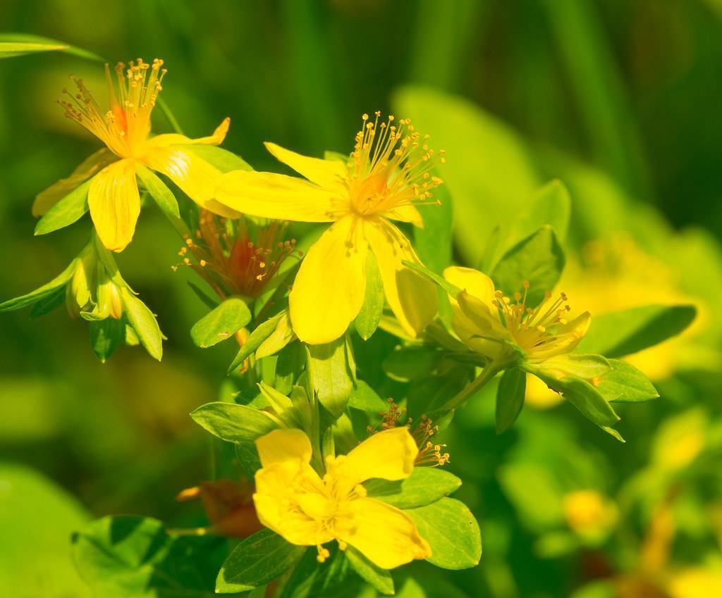Topas St. John's Wort (Hypericum pyramidatum) featuring green  leaves and clusters of bright yellow flowers