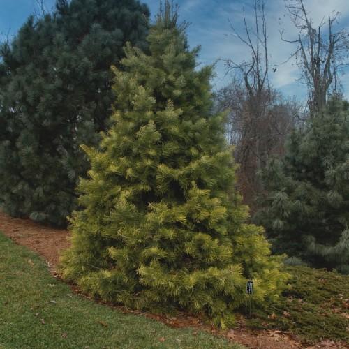 A tree with a brown trunk and brown branches filled with green leaves.