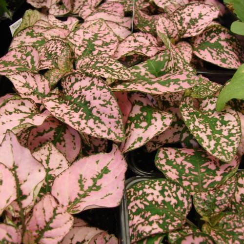 Polka Dot Plant (Hypoestes phyllostachya) featuring oval-shaped green leaves with pink coloration/spots