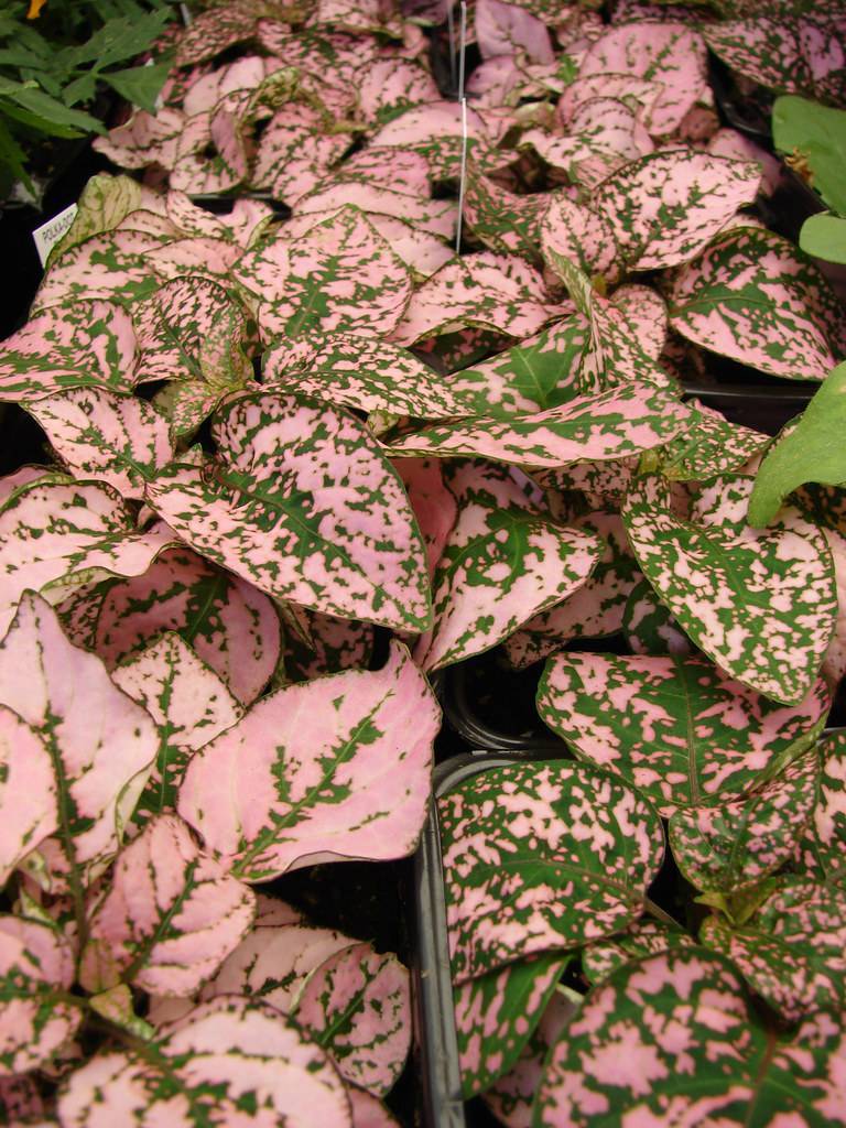 Polka Dot Plant (Hypoestes phyllostachya) featuring oval-shaped green leaves with pink coloration/spots