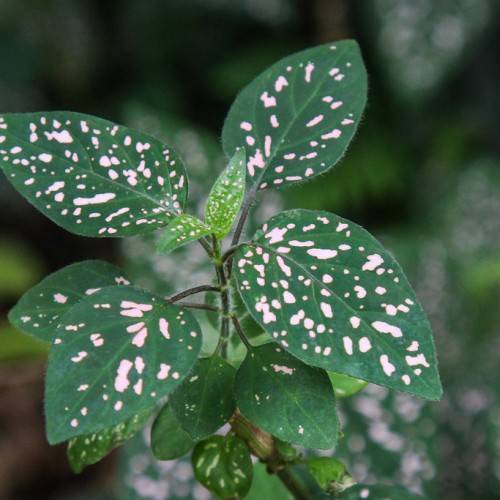 polka dot plant (Hypoestes phyllostachya 'Confetti Compact White'): oval-shaped dark green leaves with pink spots