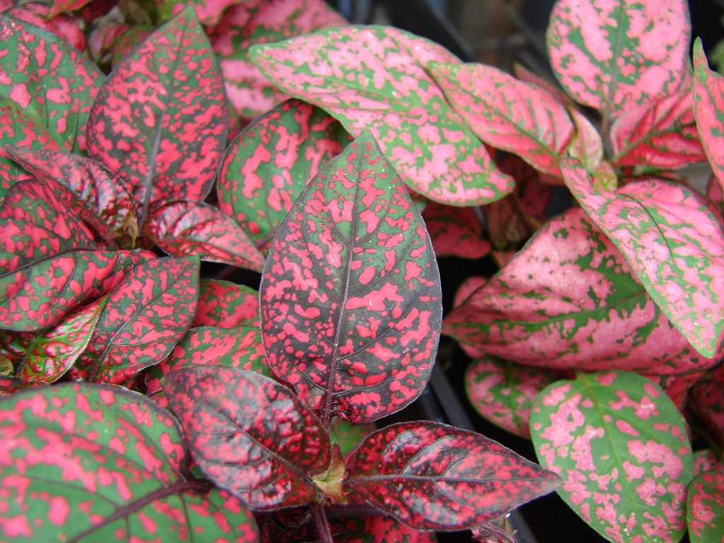 Polka Dot Plant (Hypoestes phyllostachya) showcasing foliage with distinct pink polka dots on green leaves