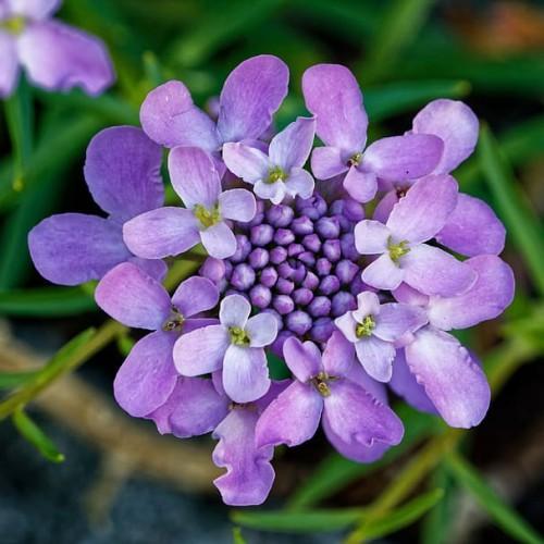 Purple flowers with buds, olive anthers, olive filaments and green leaves.