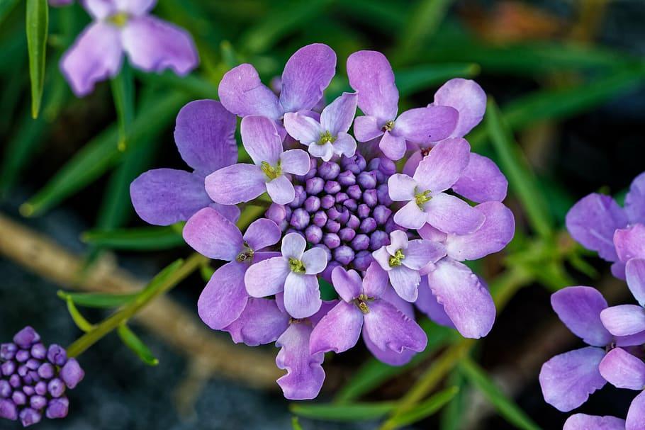 Purple flowers with buds, olive anthers, olive filaments and green leaves.