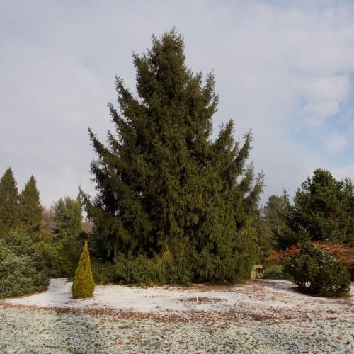A massive tree with a brown trunk and multiple brown branches that are full of dark-green leaves.