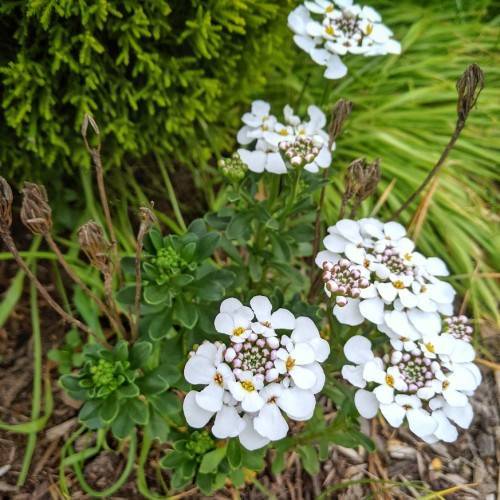 showcasing compact green foliage and clusters of small white flowers with purple tint with yellow pistil