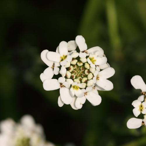 Featuring profuse clusters of white flowers with yellow pistil
