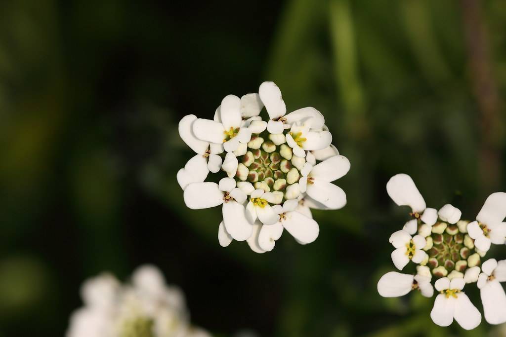 Featuring  profuse clusters of white flowers with yellow pistil