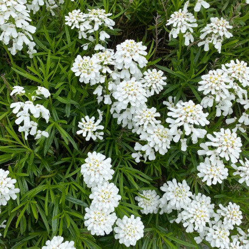 White flower with yellow center, green leaves and stems.
