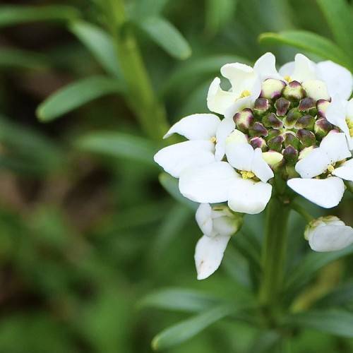 densely packed white flower with green stems and narrow, green leaves