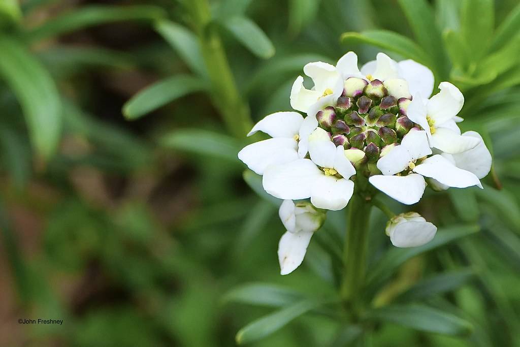 densely packed white flower with green stems and narrow, green leaves