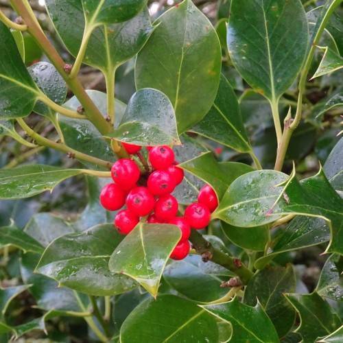 red, glossy, rounded berries, pinkish-green stems, and dark green leaves with creamy green midribs