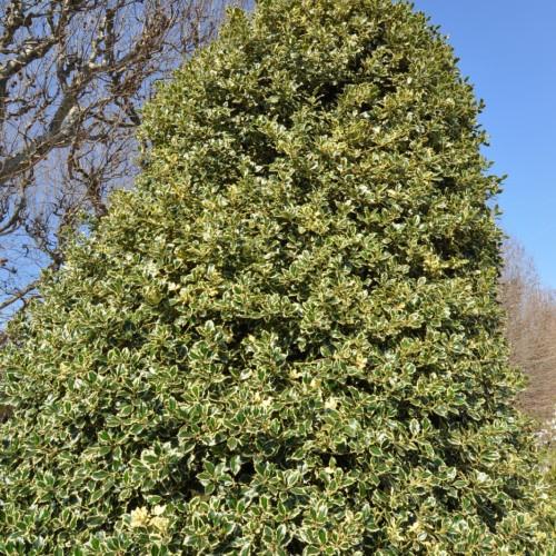 Olive-yellow crown.
